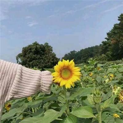 新笑傲江湖手游魅族版下载